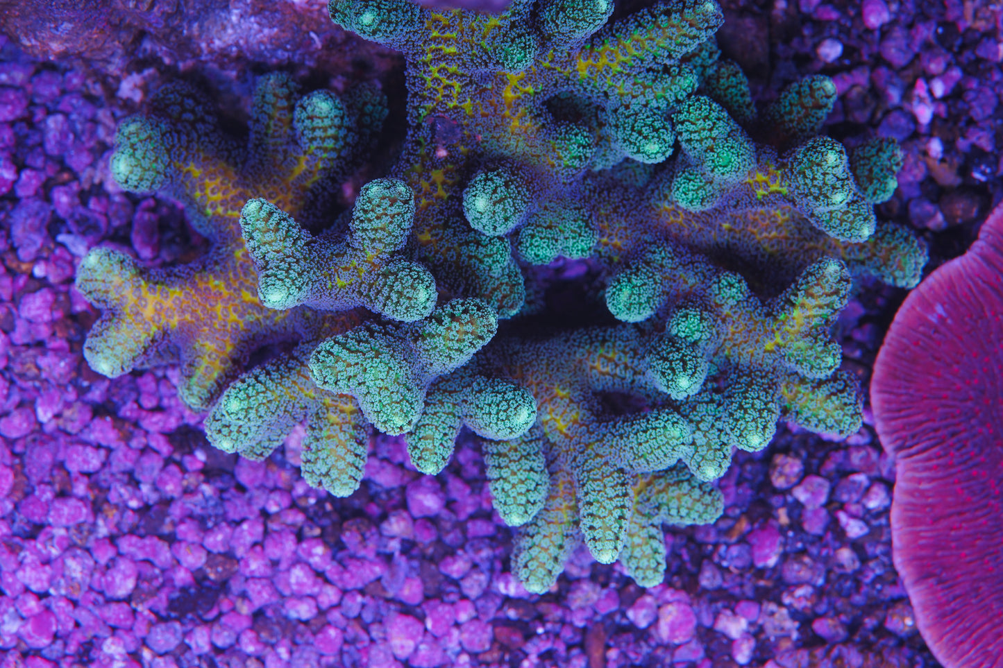 ORA Bird of Paradise Colony - Aquacultured WYSIWYG ~ Baseball size