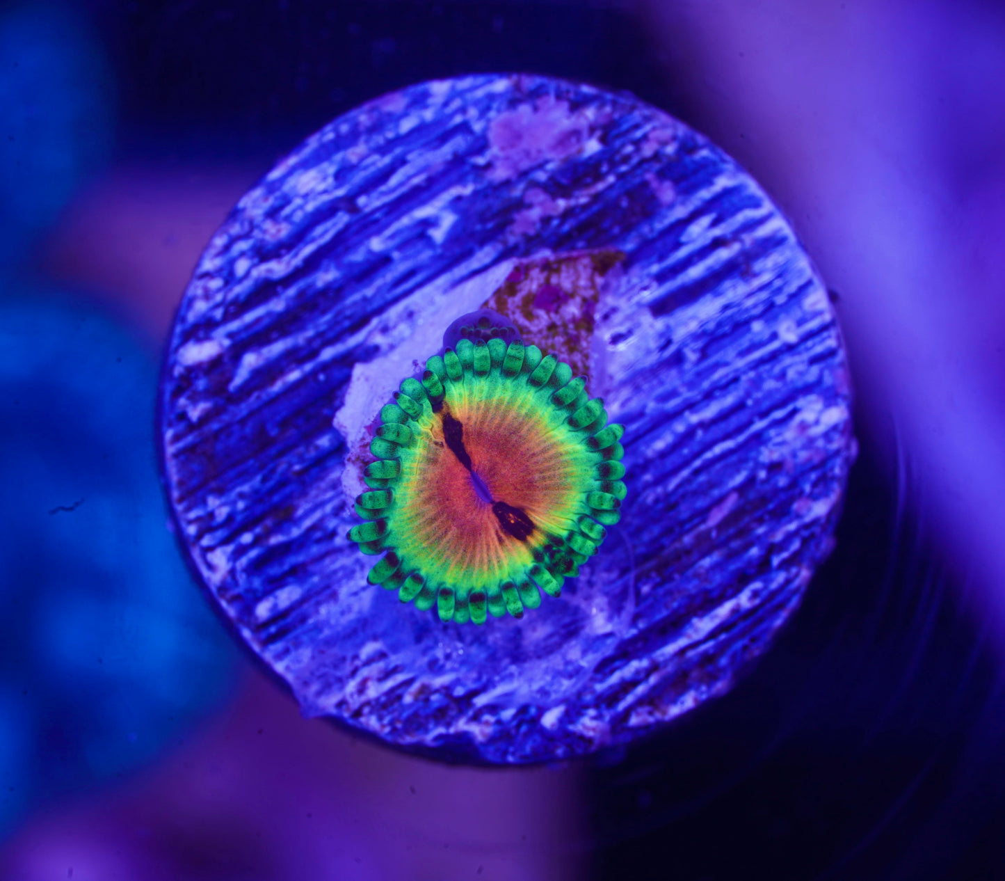 JF Bloodshot Zoanthid - Aquacultured WYSIWYG