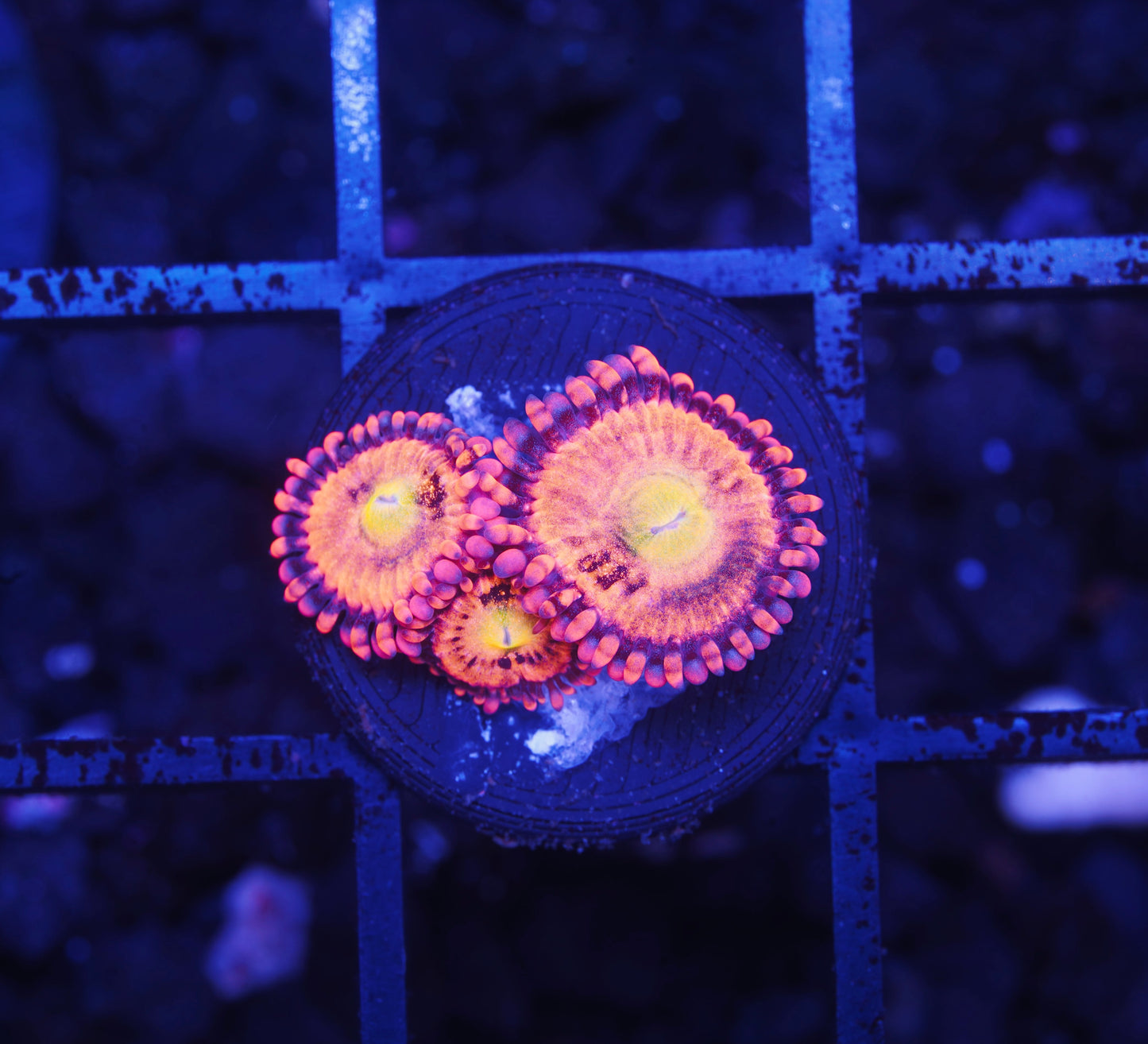 SDC Screwdriver Zoanthid - Aquacultured WYSIWYG