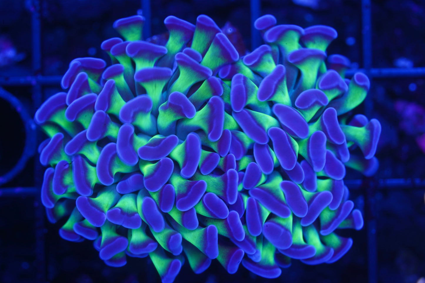 Purple Tip Green Branching Hammer ~2 heads - Aquacultured WYSIWYG