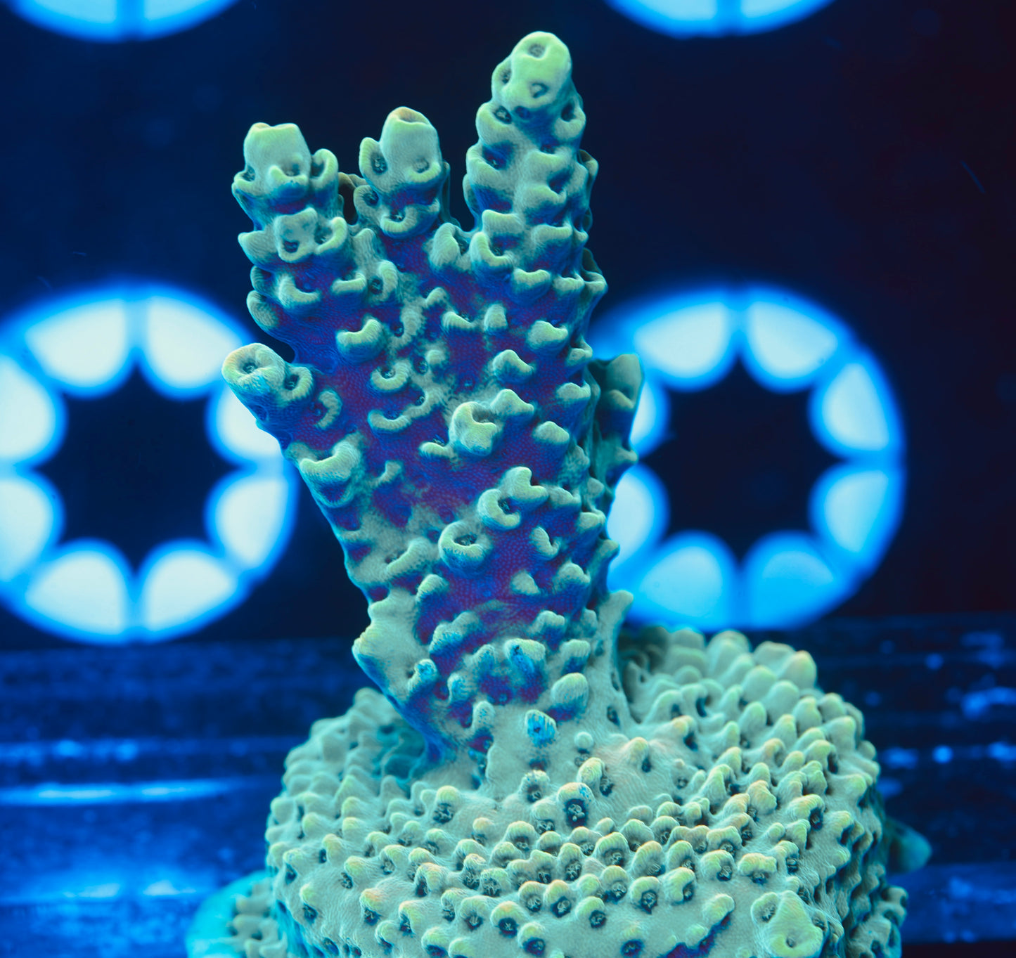 TSA Dan Aykroyd Acropora XL - Aquacultured WYSIWYG
