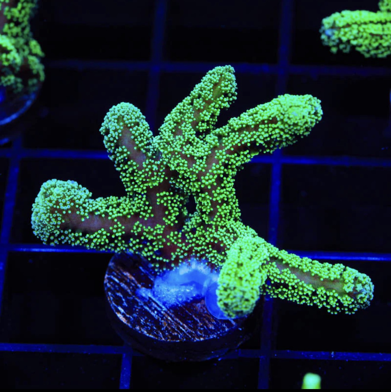 Neon Green Birdsnest - Aquacultured Stock Frag