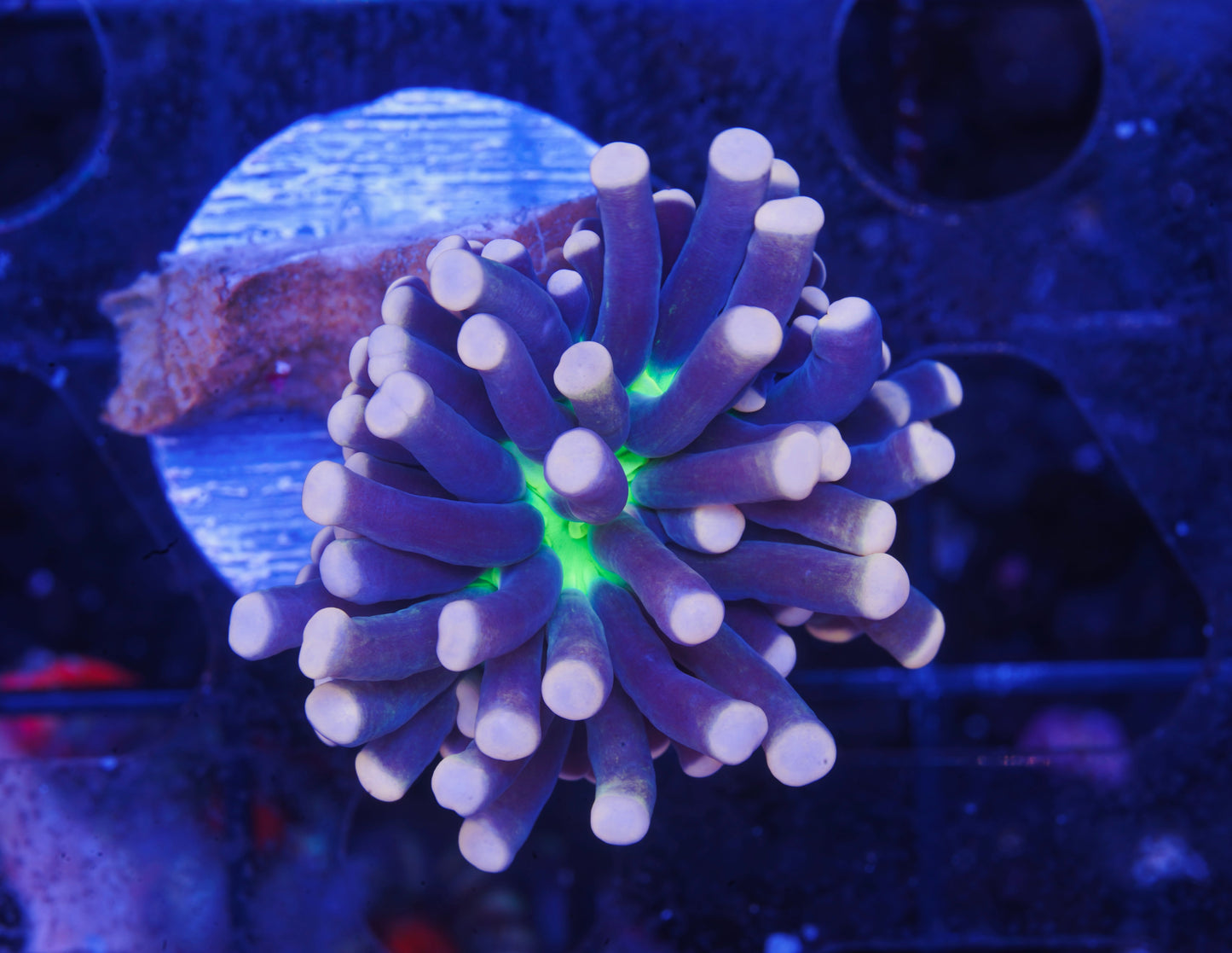 Malaysian Joker Torch - Aquacultured WYSIWYG
