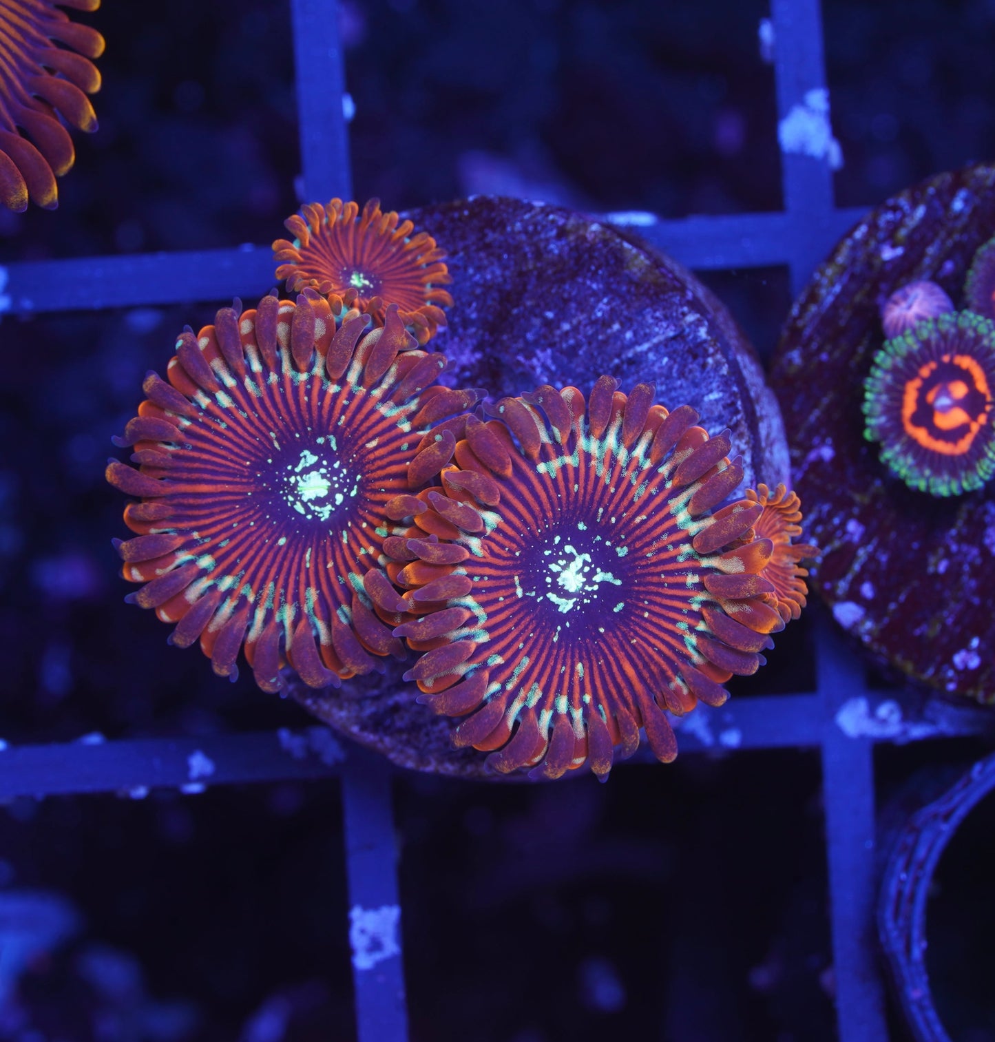 Magician Zoanthid - Aquacultured WYSIWYG