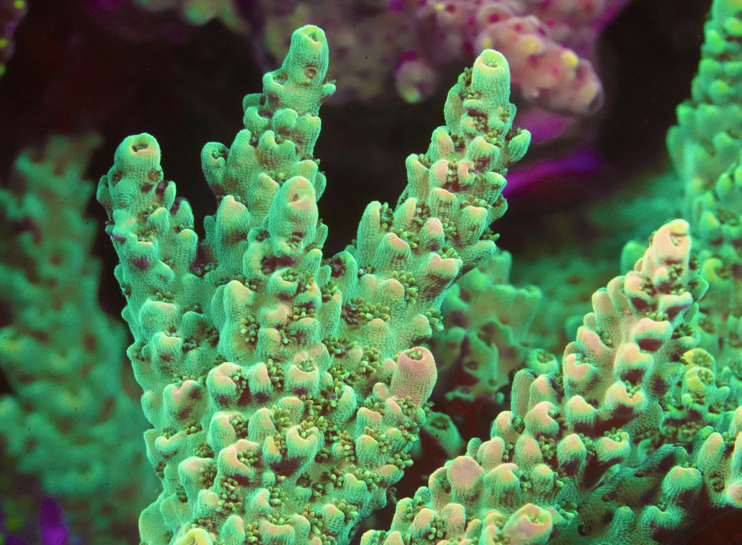 Dan Aykroyd Acropora - Aquacultured Stock Frag