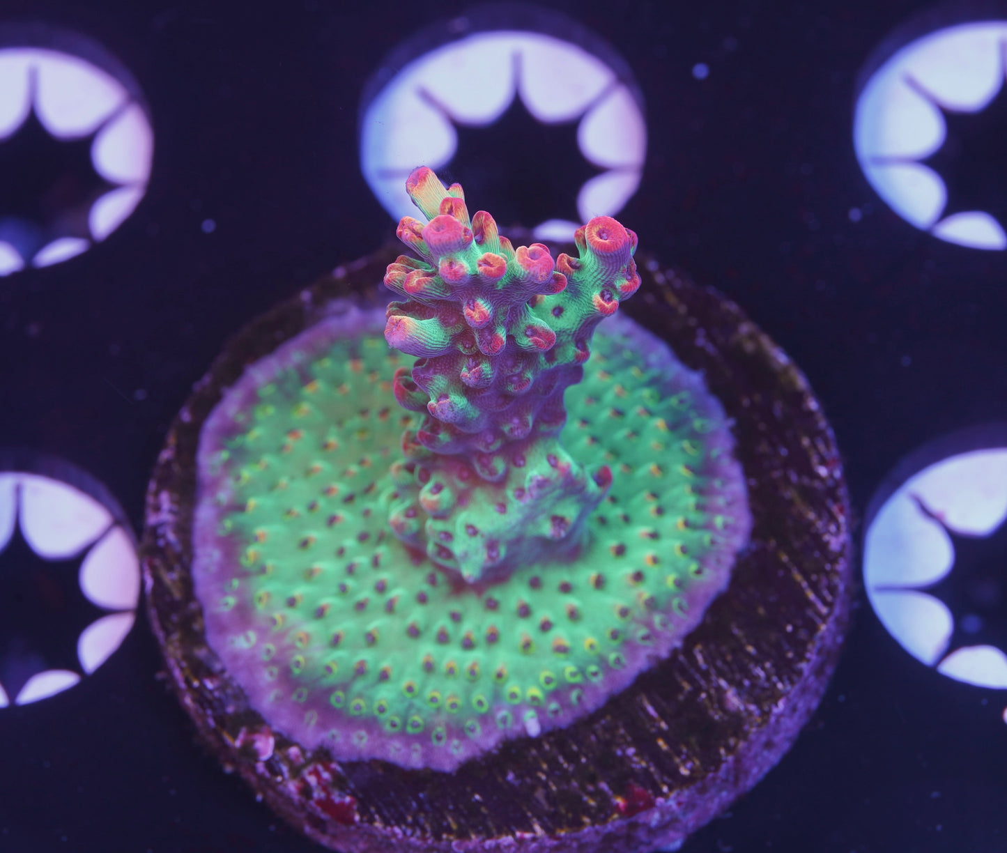 UC Strawberry Shortcake Acropora- Aquacultured WYSIWYG