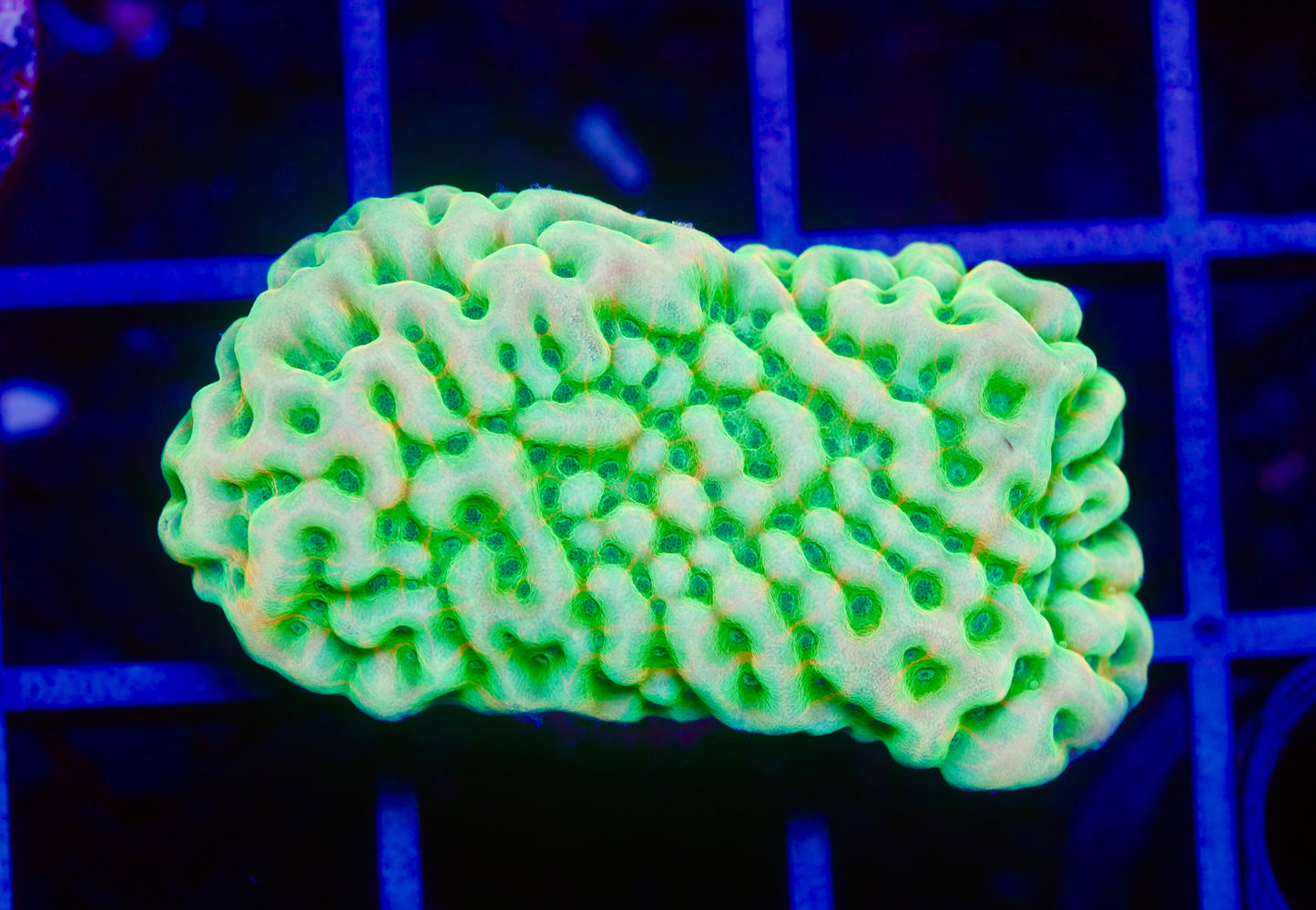 Beach Bum Montipora - Aquacultured WYSIWYG