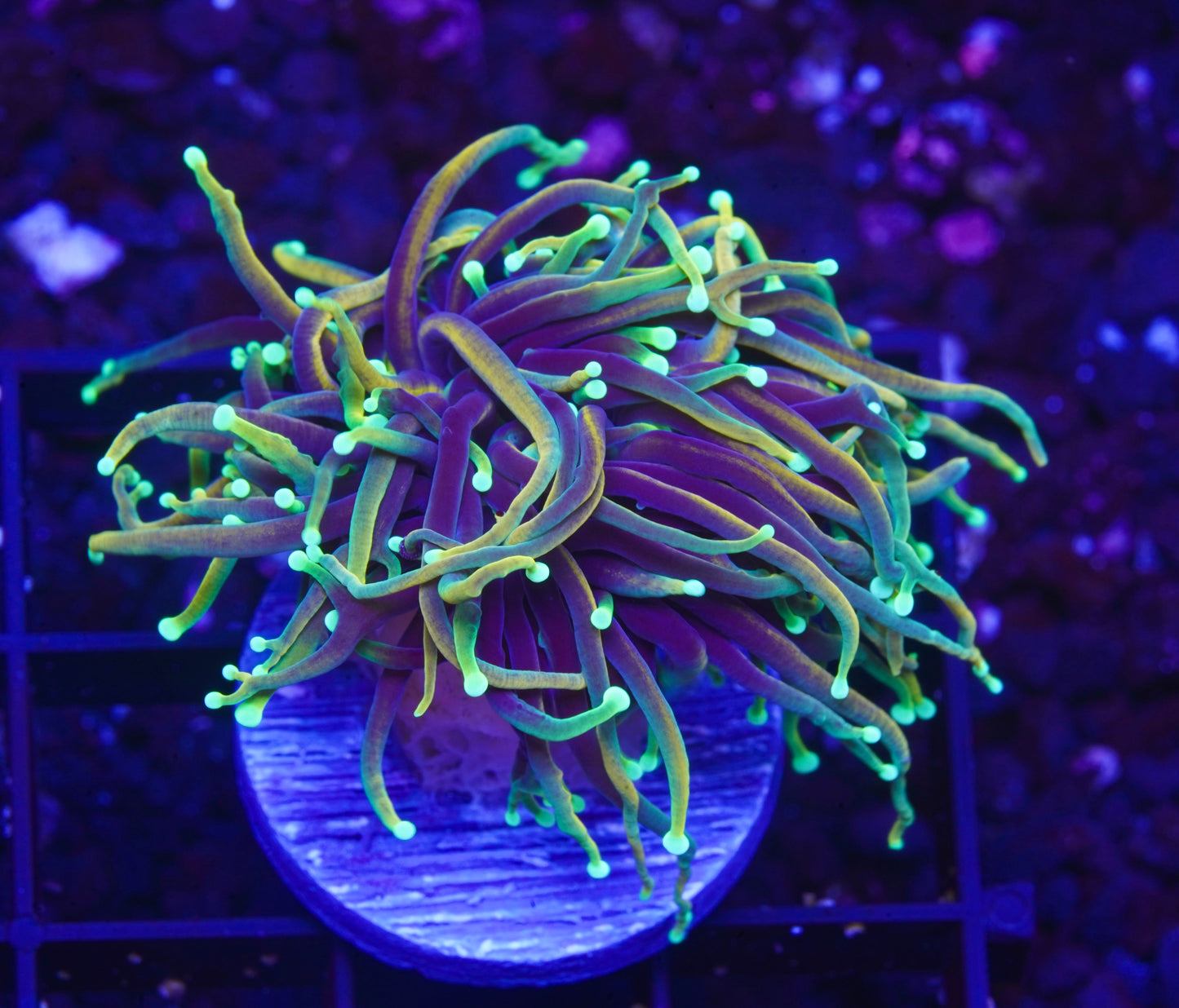 Dragon Soul Torch - Aquacultured WYSIWYG ~1 Head