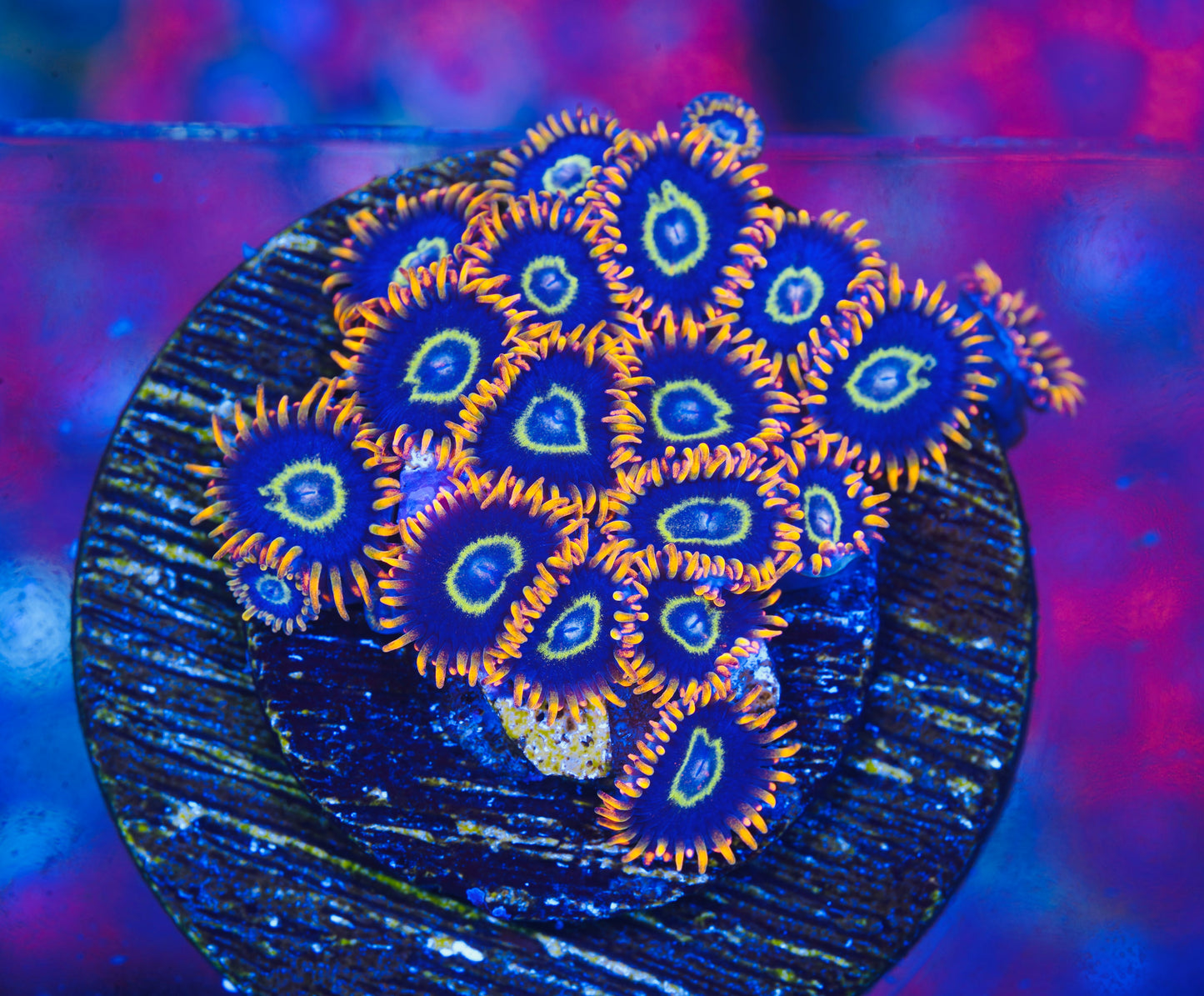 Rainbow Hornet Zoanthid - Aquacultured WYSIWYG