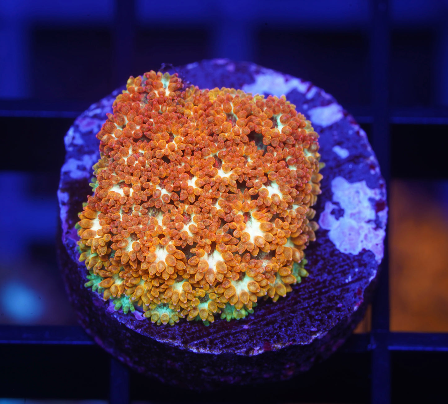 ECC Rainbow Fusion Short Polyp Goniopora - Aquacultured WYSIWYG