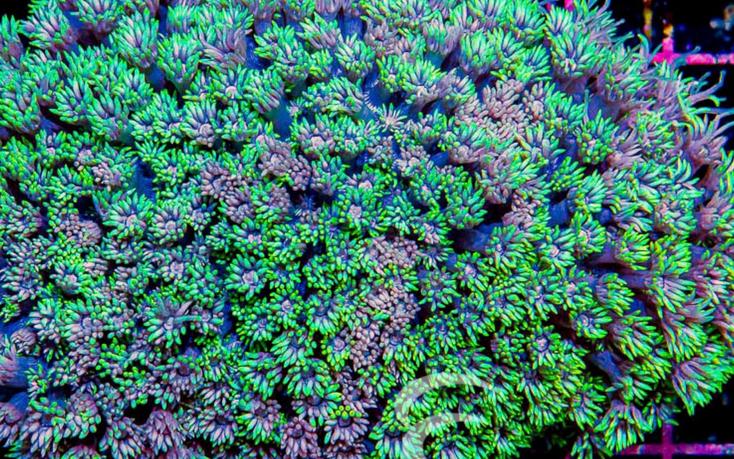 Ultra Neon Goniopora - Aquacultured WYSIWYG