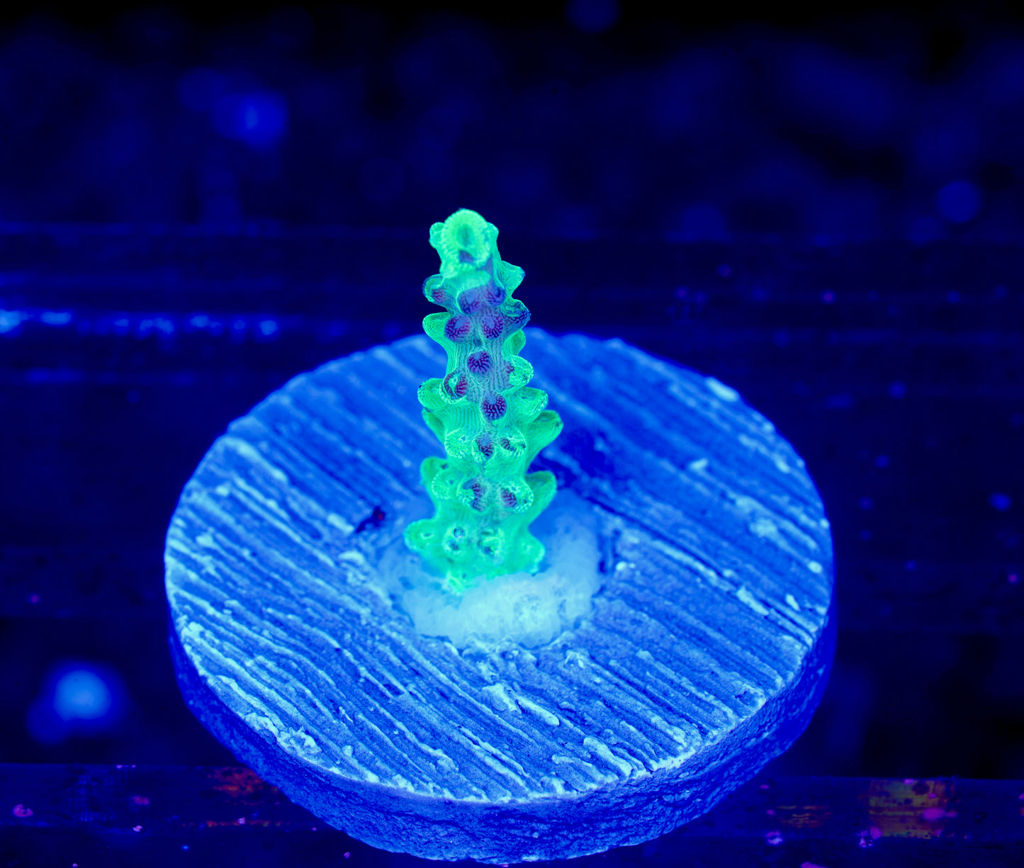Raspberry Splice Acropora - Aquacultured WYSIWYG