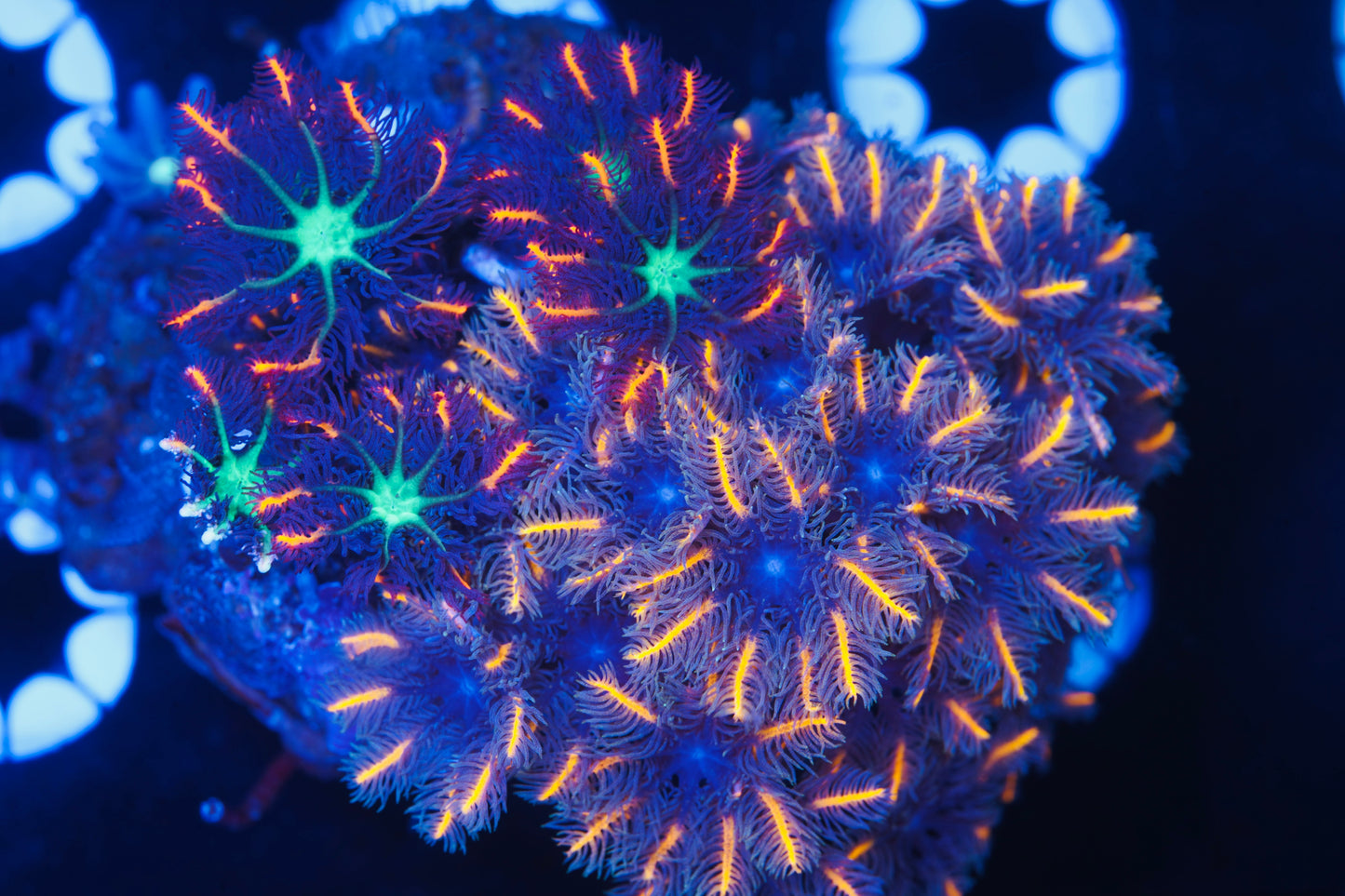 Clove Polyp Combo Rock - Aquacultured WYSIWYG ~2 inches