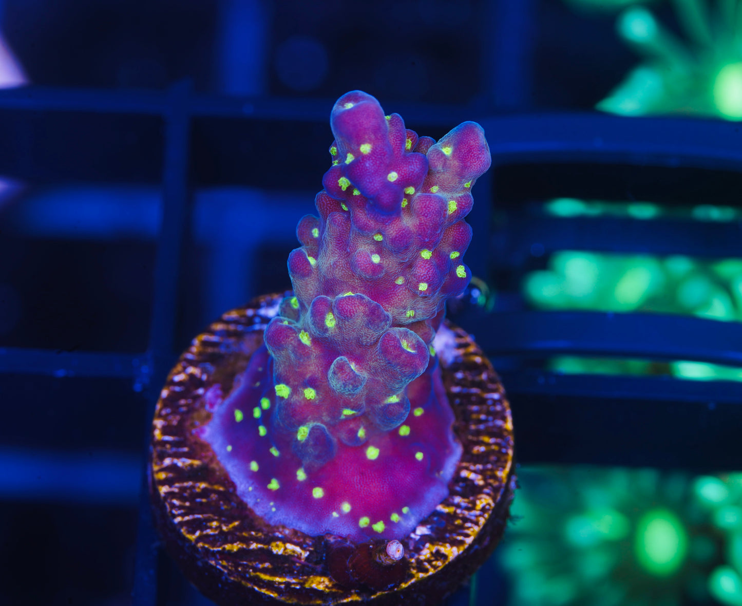 TSA Sour Patch Acropora - Aquacultured WYSIWYG