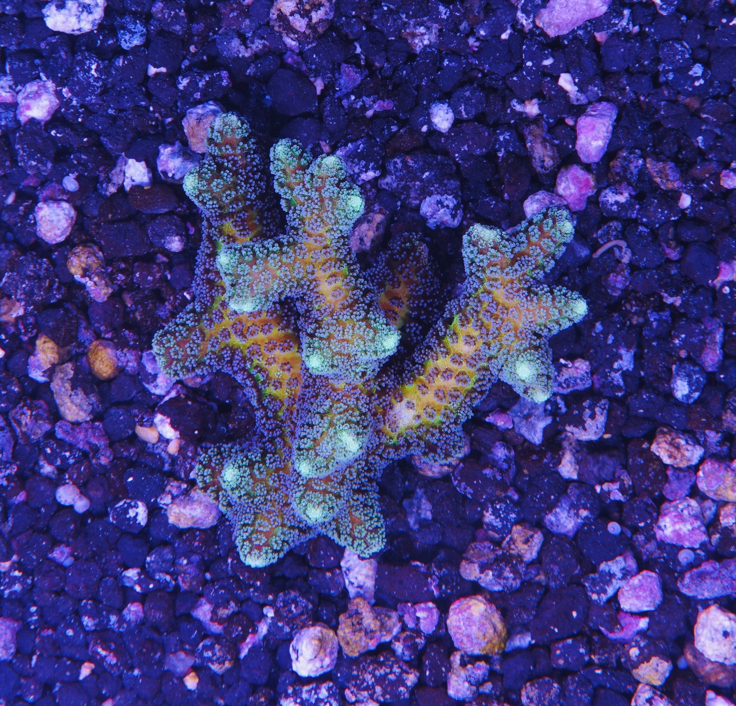 ORA Bird of Paradise - Aquacultured WYSIWYG