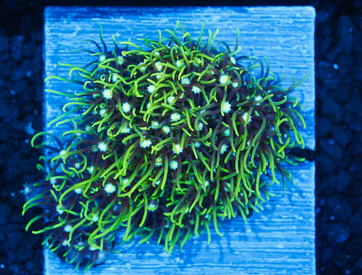 Green Star Polyps - Aquacultured WYSIWYG