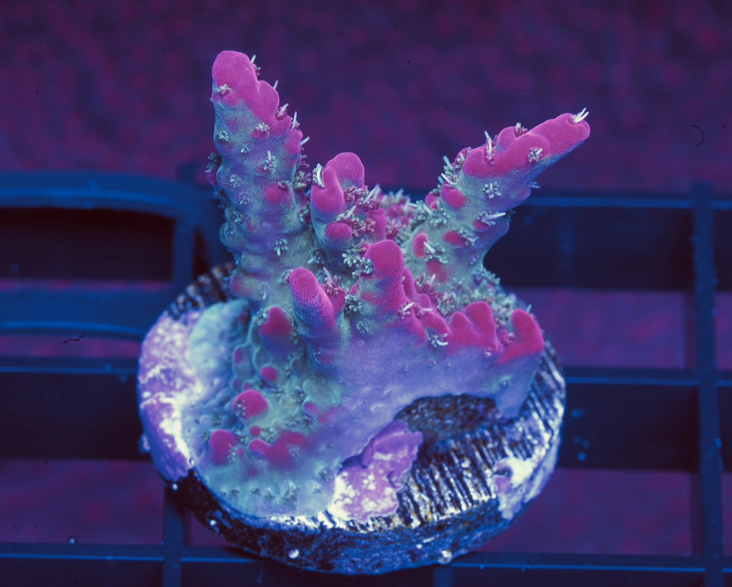 Tyree Pinky The Bear Acropora- Aquacultured WYSIWYG