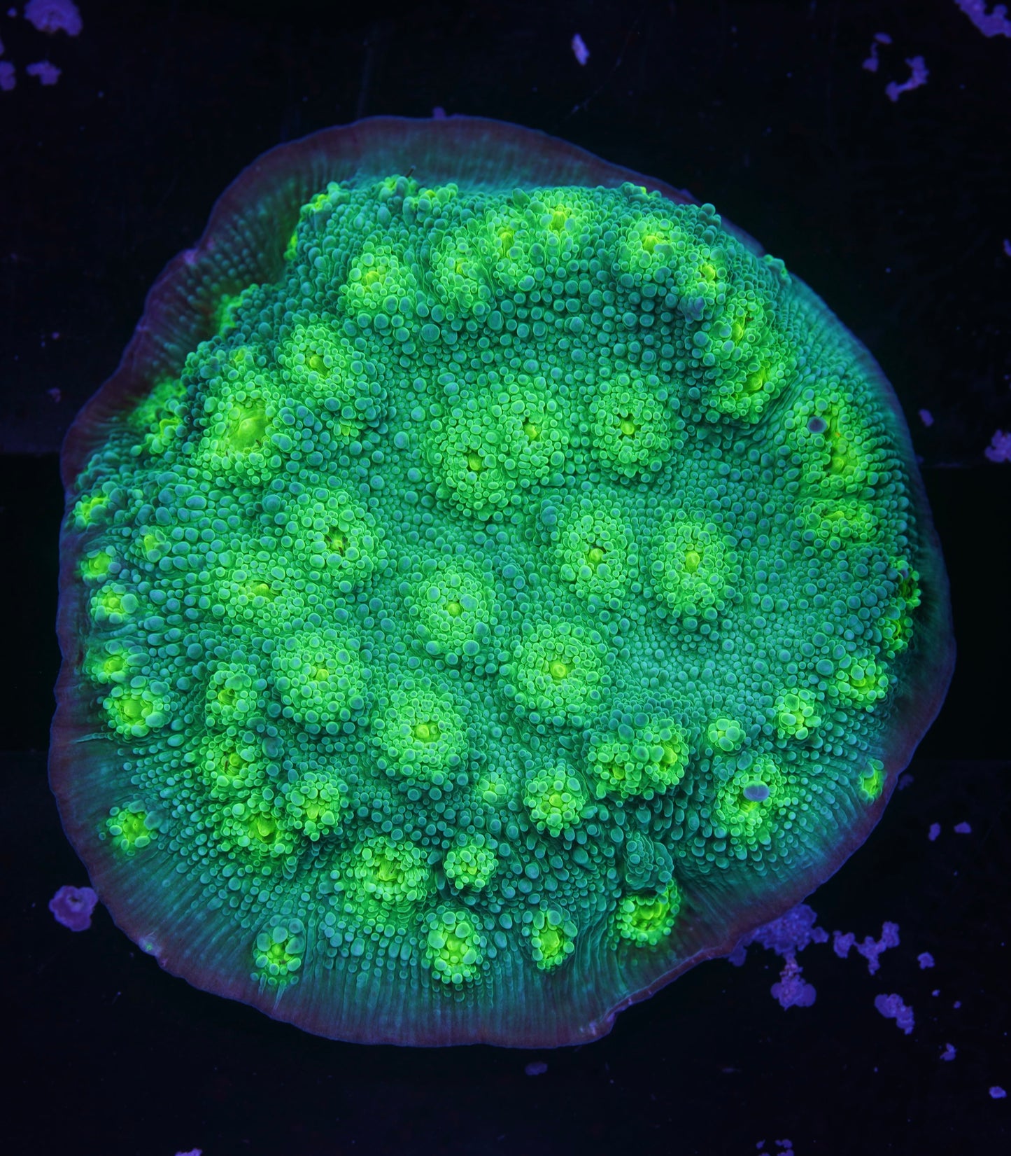 Hollywood Stunner Chalice - Aquacultured WYSIWYG