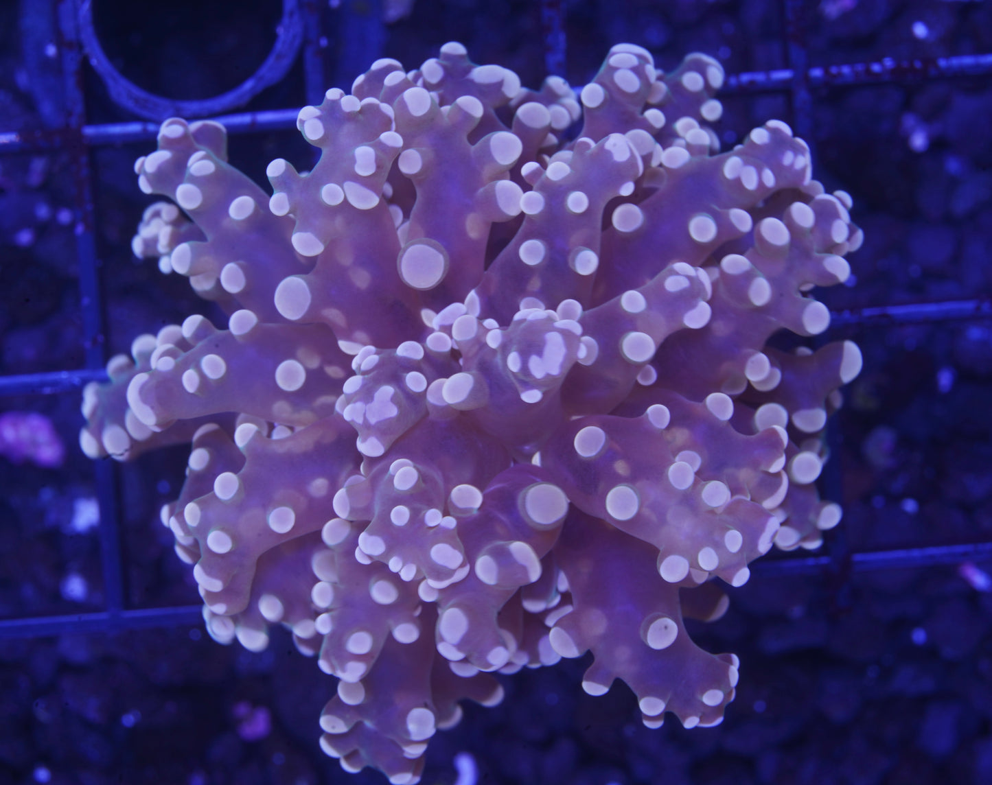 Pink Frogspawn - Aquacultured WYSIWYG