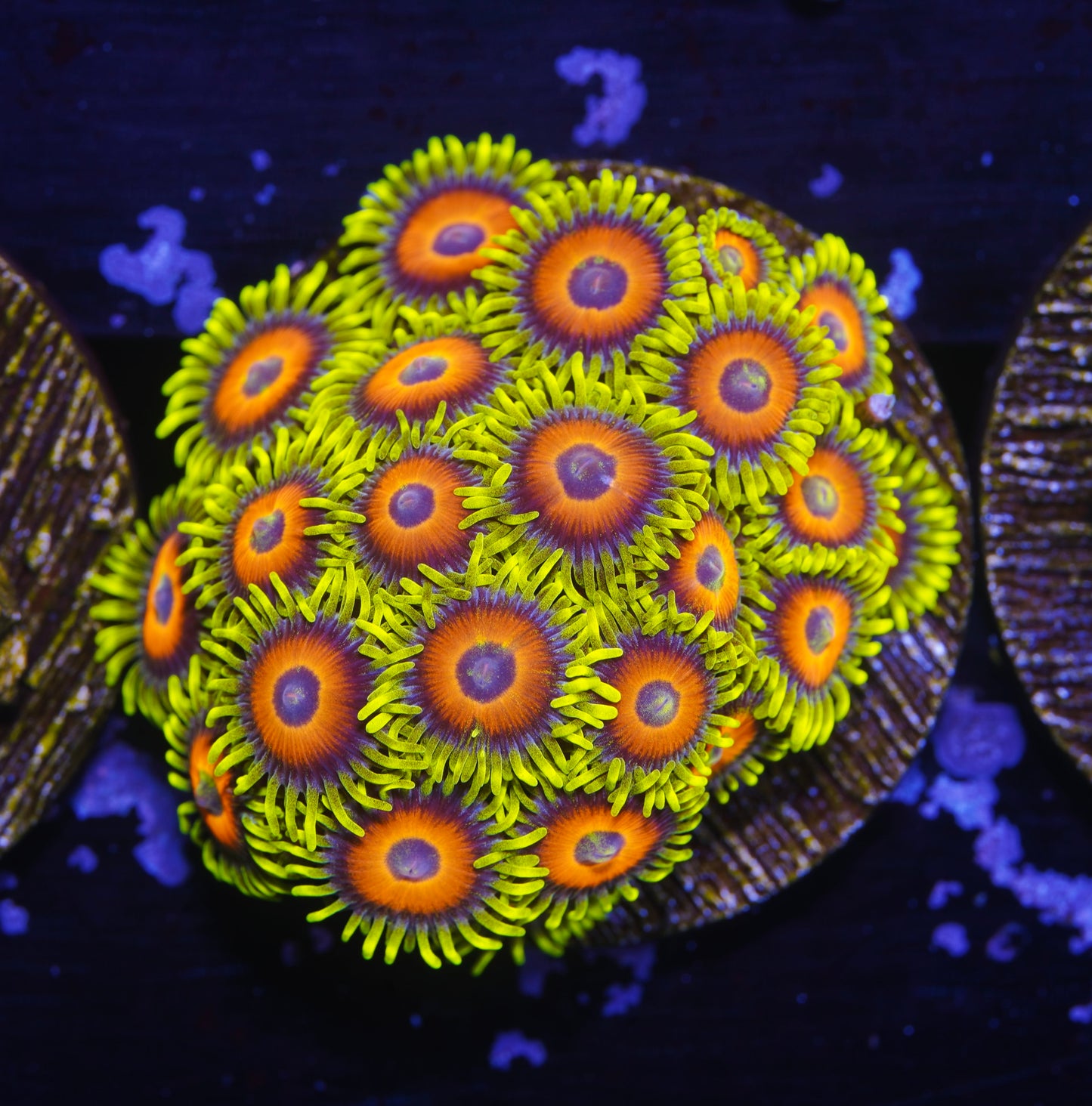 Super Saiyan Zoanthid Mini Colony - Aquacultured WYSIWYG