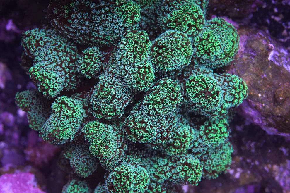 Green Stylophora - Aquacultured Stock Frag