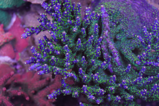 Garf Bonsai Acropora - Cut to Order