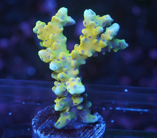 RRC Goldenrod Anacropora - WYSIWYG