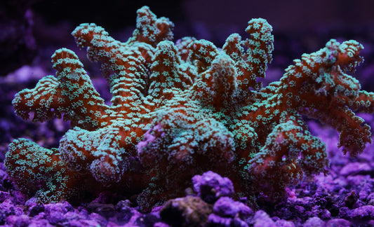 Green Birdsnest - Cut to Order