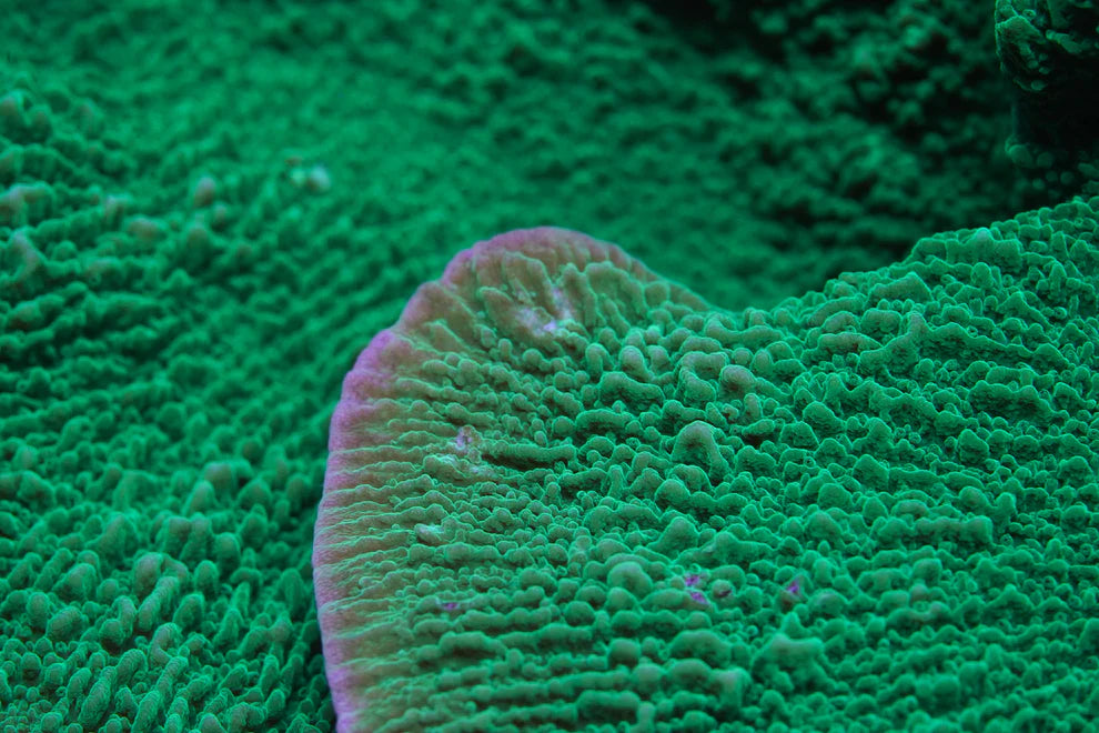 Green Plating Montipora - Aquacultured Stock Frag