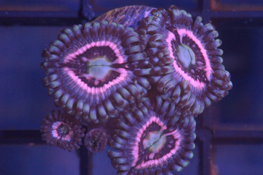 Helter Skelter Zoanthid - WYSIWYG