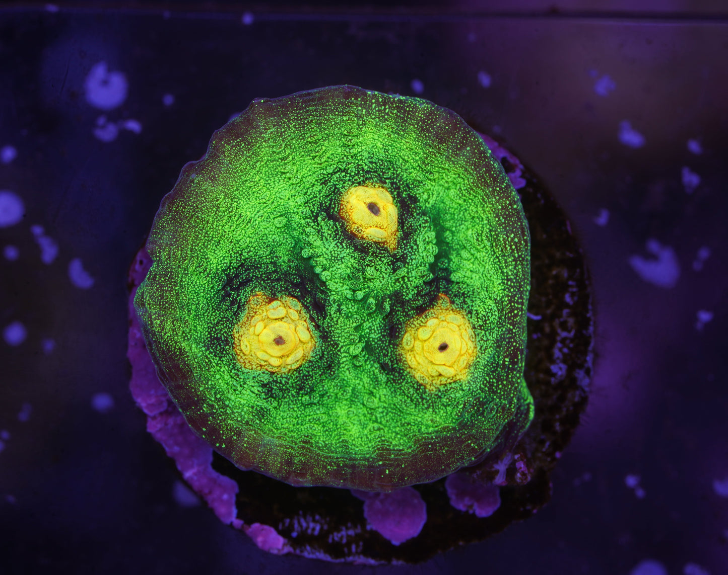 JF Raja Rampage Chalice - Aquacultured WYSIWYG