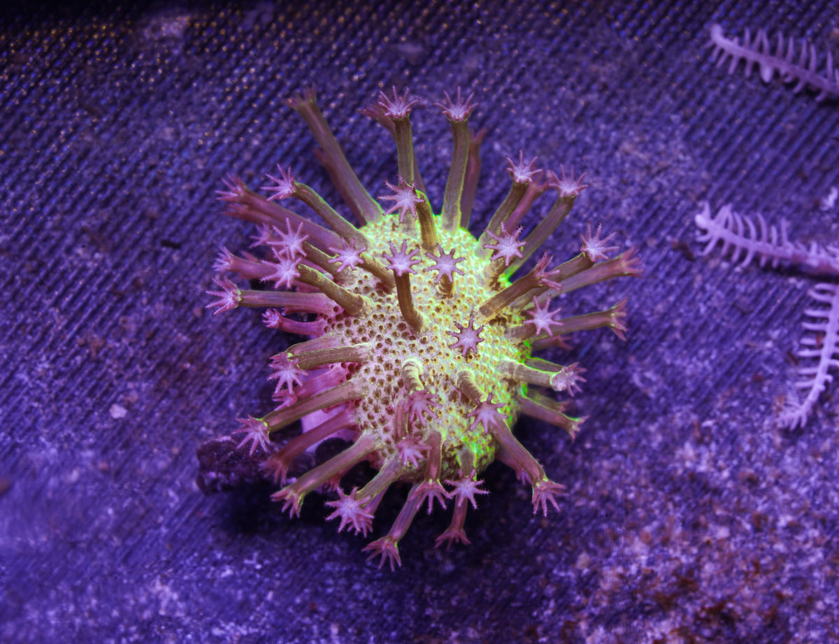 Japanese Toadstool - Aquacultured Stock Frag