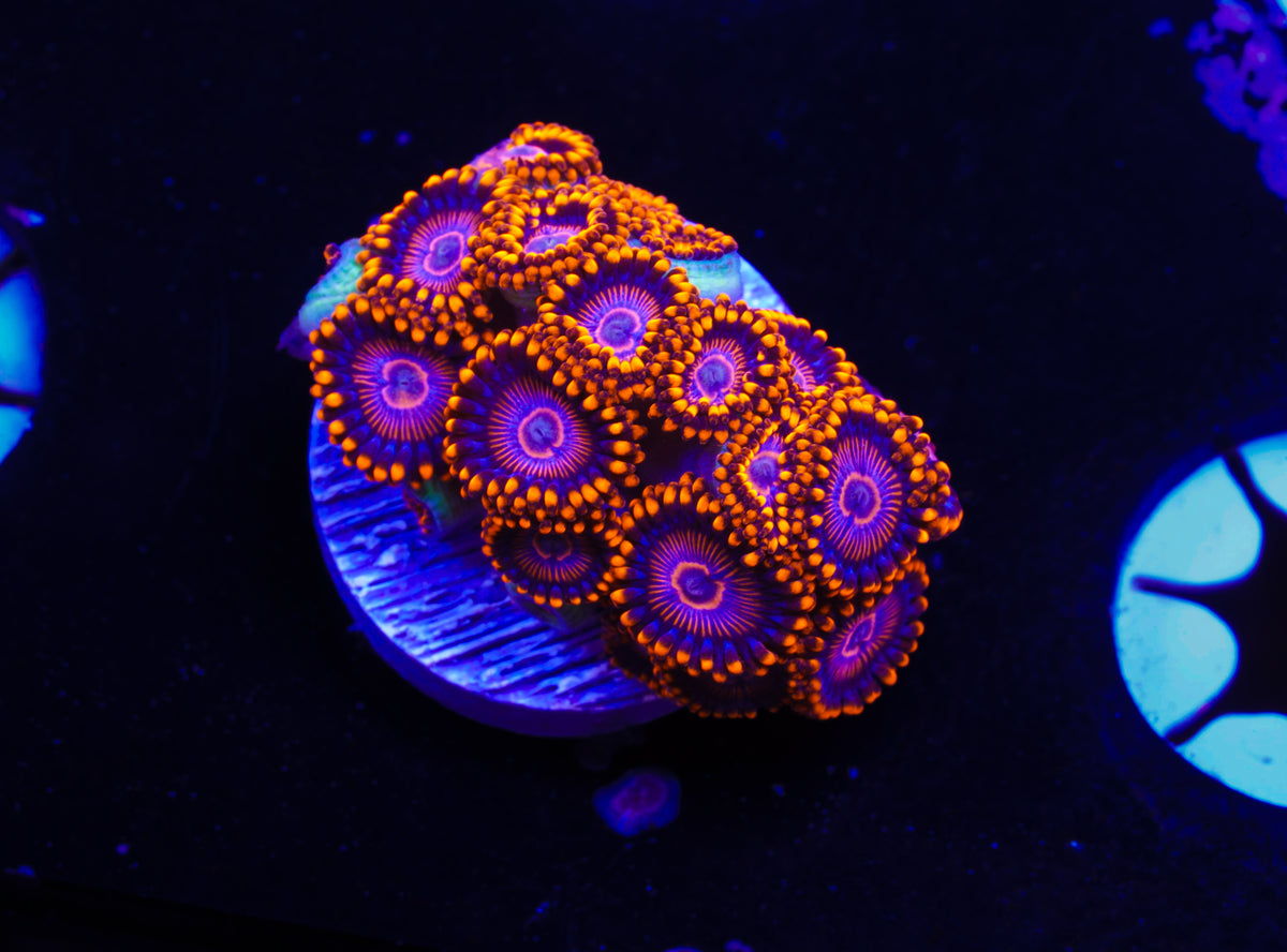 WWC Twizzlers Zoanthid - Aquacultured WYSIWYG