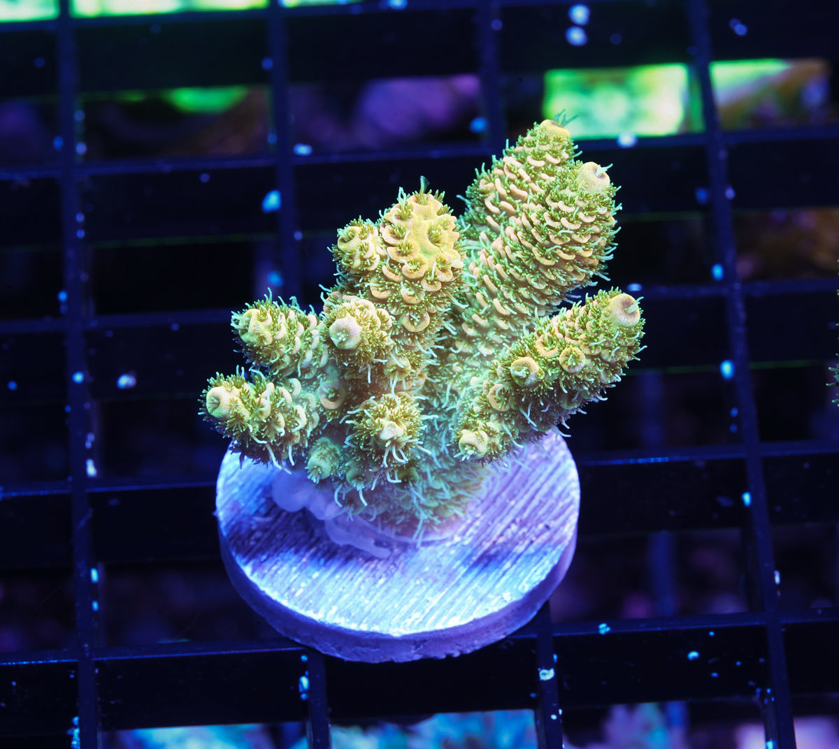 Indo Premium Millepora - WYSIWYG