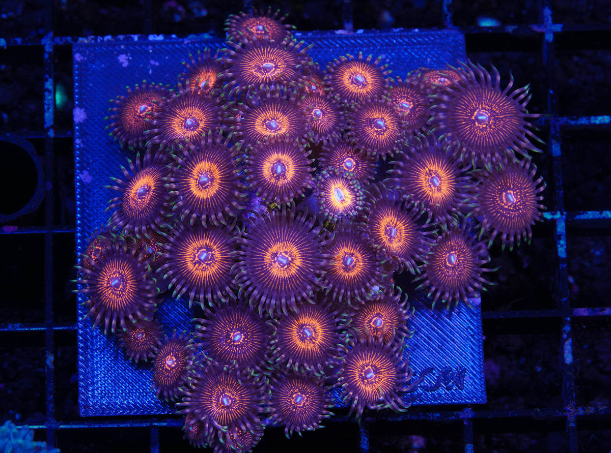 God of War Zoanthid Colony - Aquacultured WYSIWYG