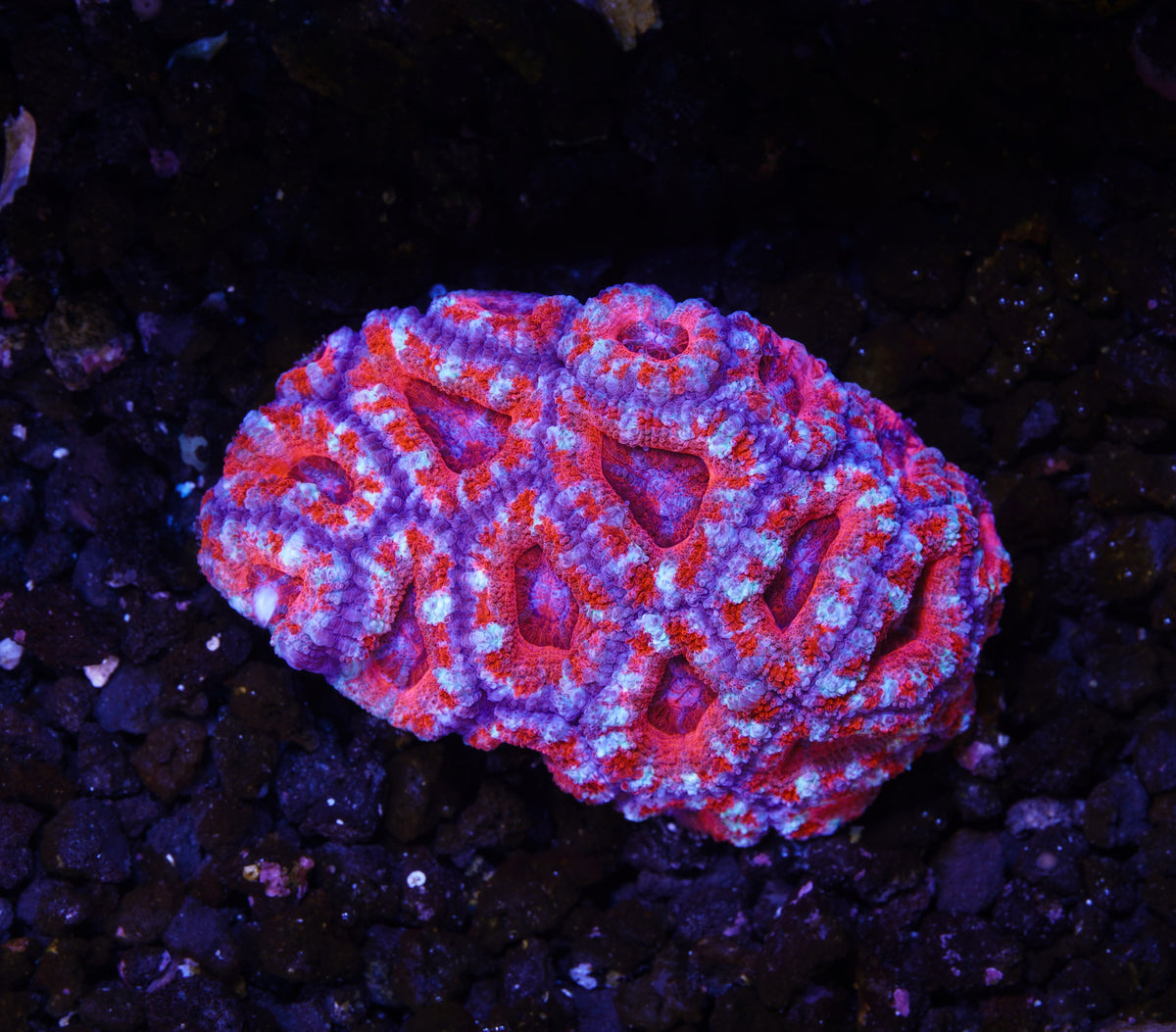 Aussie Ultra Acan - WYSIWYG