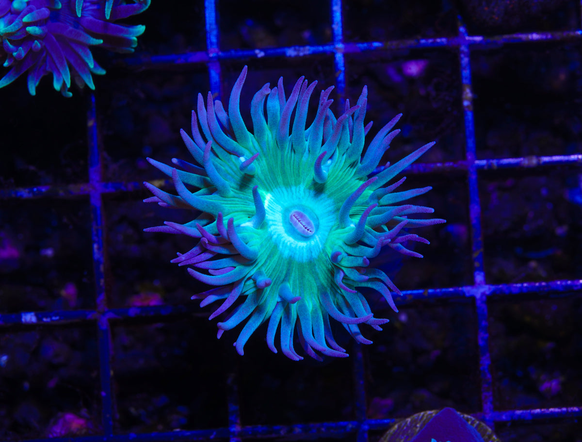 Aussie Green Duncan - Aquacultured WYSIWYG