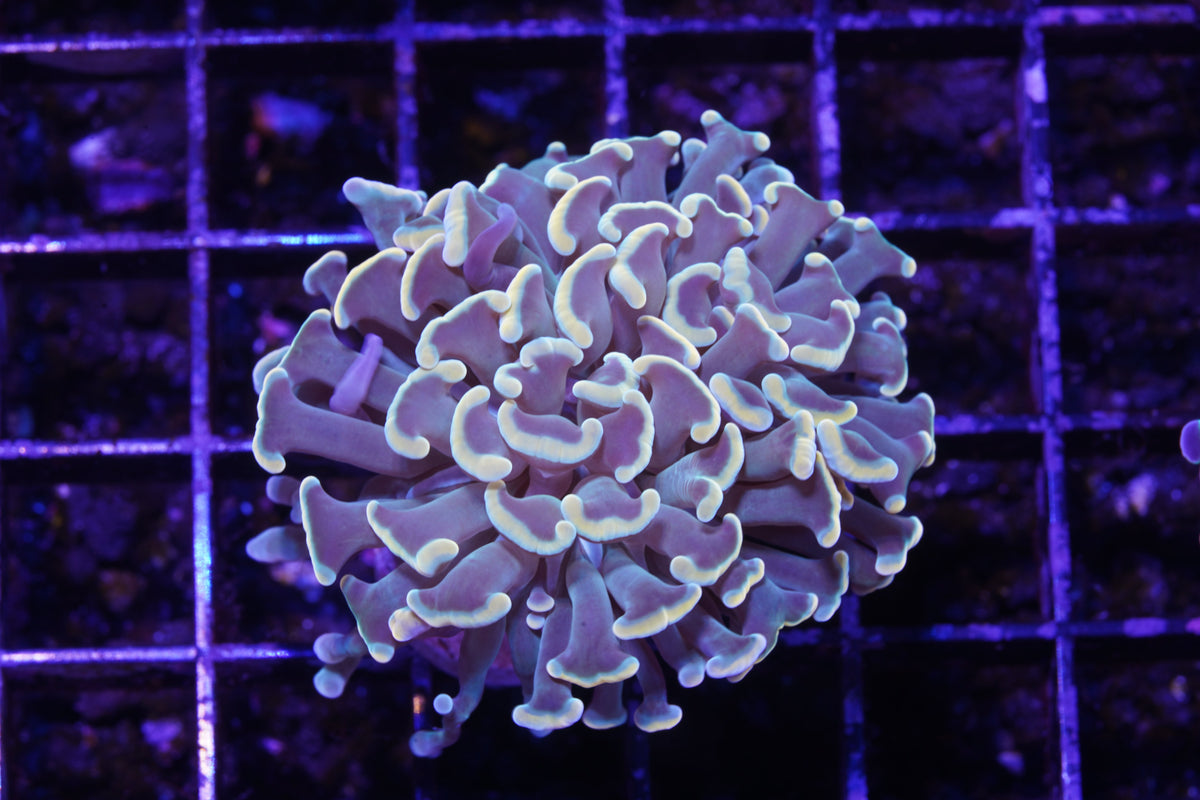 Indo Ultra Branching Hammer - WYSIWYG