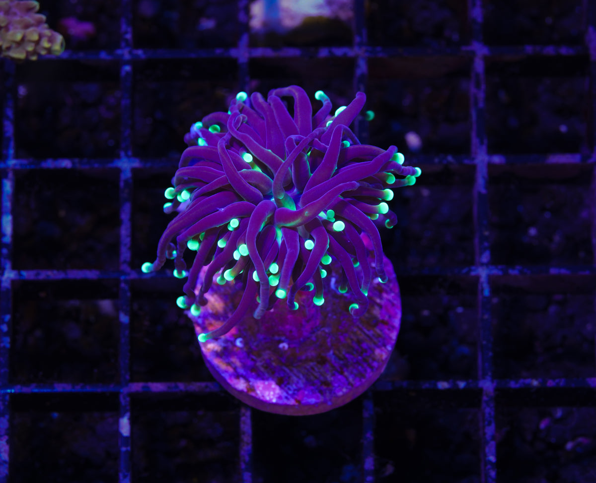 Indo Ultra Torch - WYSIWYG Aquacultured