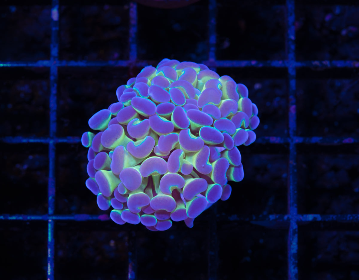 True Hologram Hammer - WYSIWYG Aquacultured