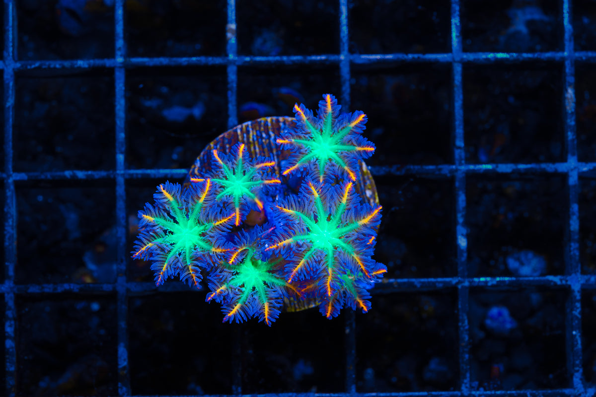 TSA Firework Cloves - Aquacultured WYSIWYG