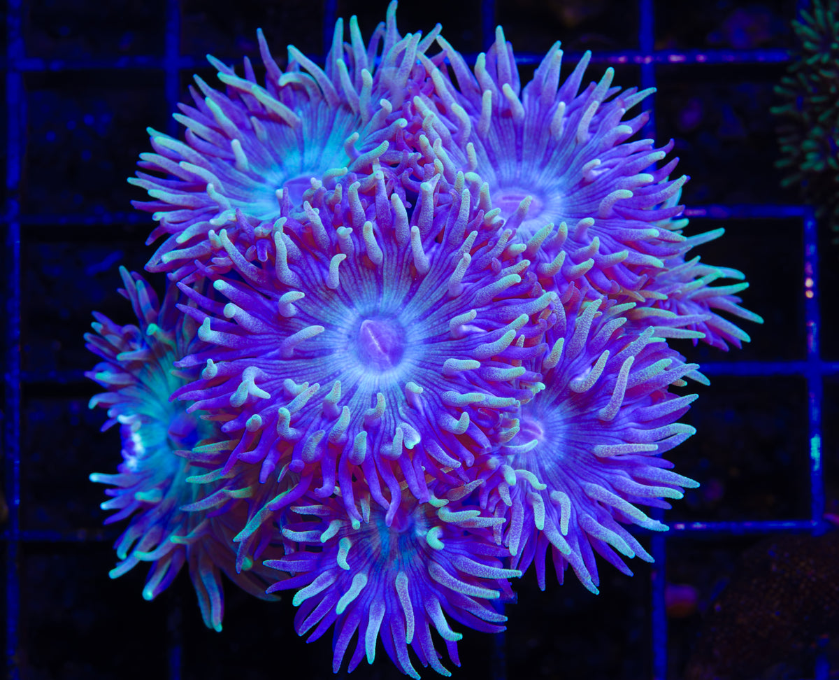 Aussie Blue Duncans - Aquacultured WYSIWYG +8 Polyps