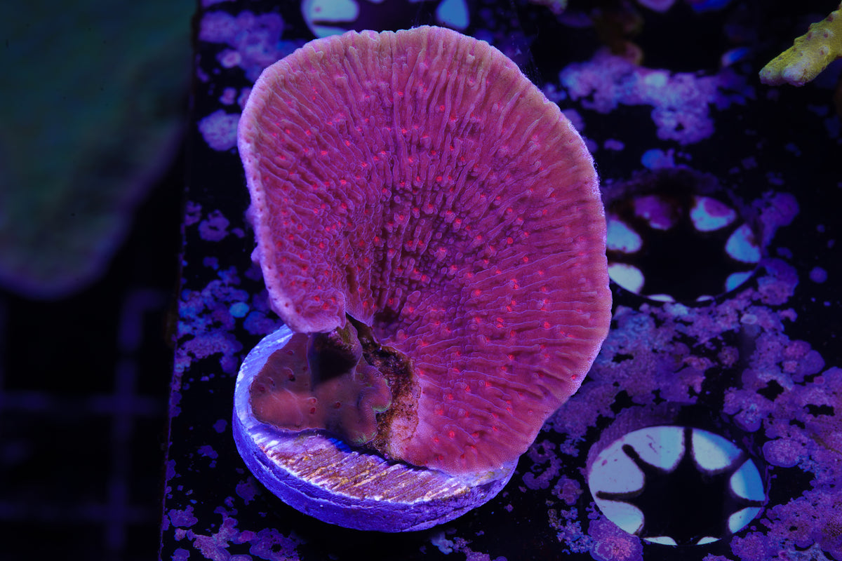 WWC Vivid Purple Montipora - WYSIWYG Aquacultured