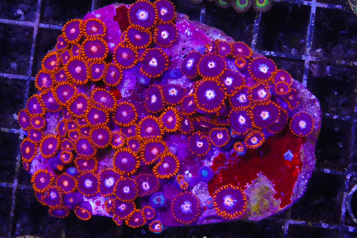 Fire and Ice Zoanthid Colony - WYSIWYG