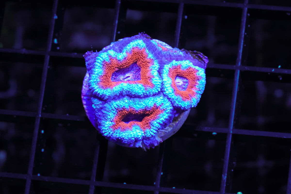 Aussie Ultra Acan - WYSIWYG