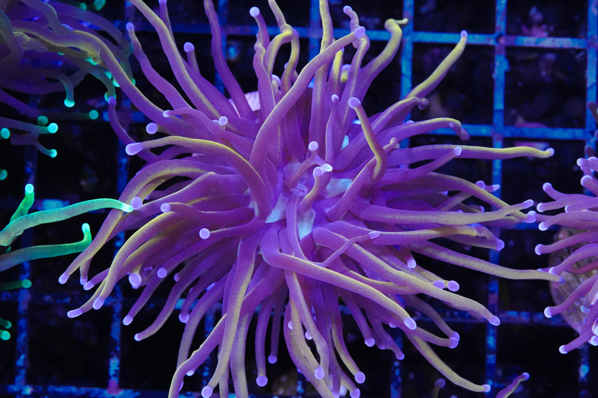 NY Knicks Torch - WYSIWYG Aquacultured