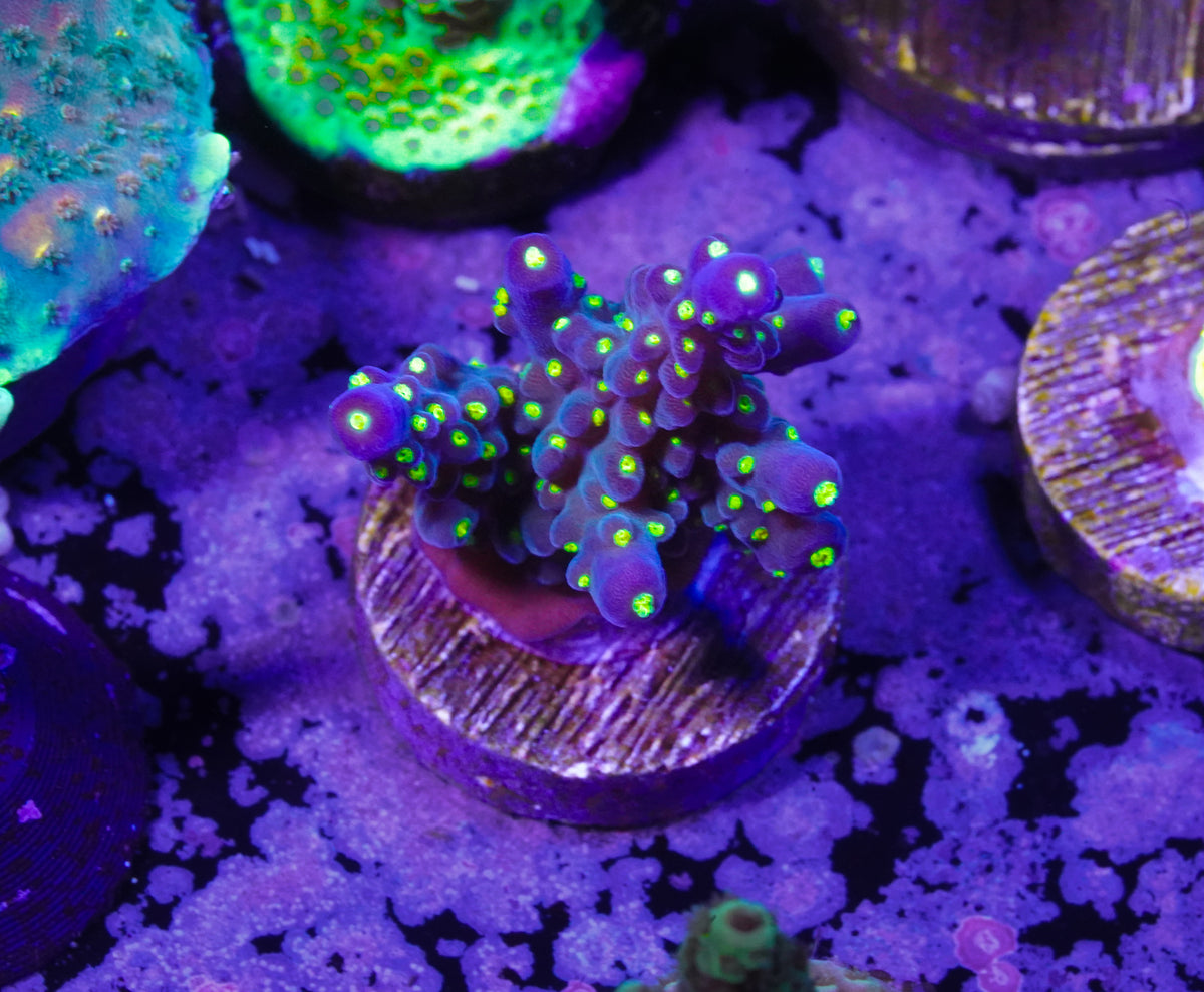 TSA Sour Patch Acropora - WYSIWYG Aquacultured