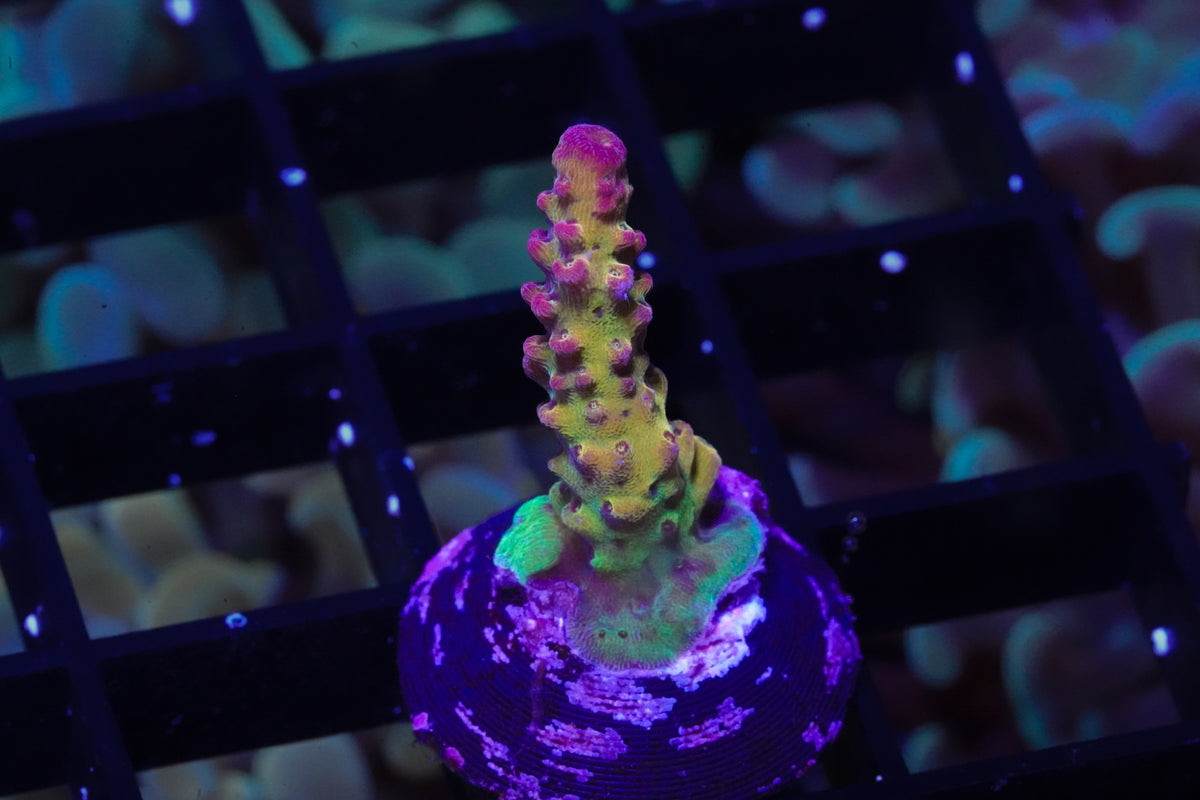 CB Maleficent Acropora - WYSIWYG Aquacultured