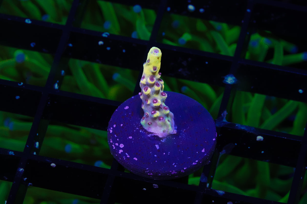 WWC Afterparty Acropora - WYSIWYG Aquacultured
