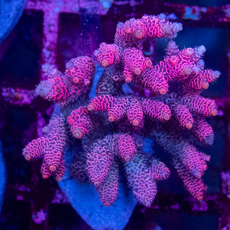 Bali Millepora Colony - WYSIWYG Maricultured